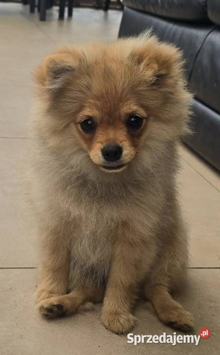 Pomeranian suczka szpic miniaturowy zkwp FCI Piątkowisko