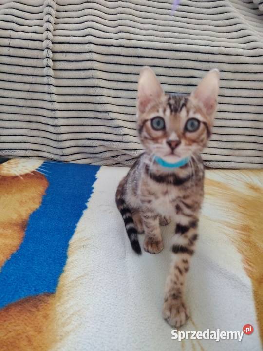 Sprzedam koty bengalskie Wyszków