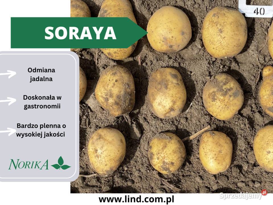 ziemniaki soraya sadzeniakswiezy zdrowy świętokrzyskie