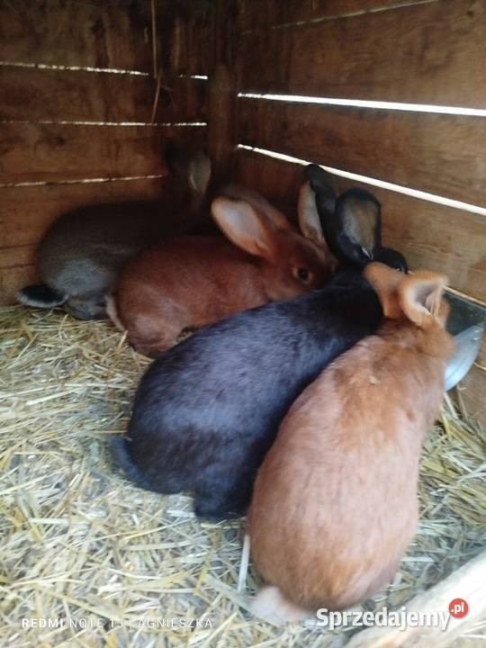 Króliki rasowe i hodowlane Dylągowa