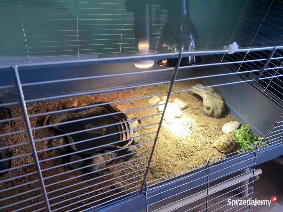 Żółw grecki z terrarium i pełnym wyposażeniem Gady i płazy sprzedam