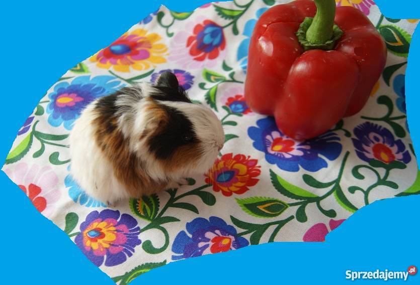 Świnka morska RASOWA długowłosa Sheltie 100 3 Żnin