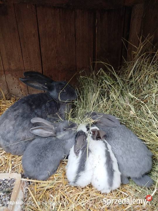 Srokacze niebieskie młode Dylągowa