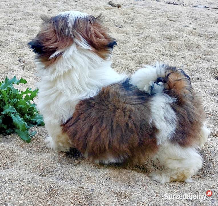Shih tzu suczka FCi Wałbrzych sprzedam