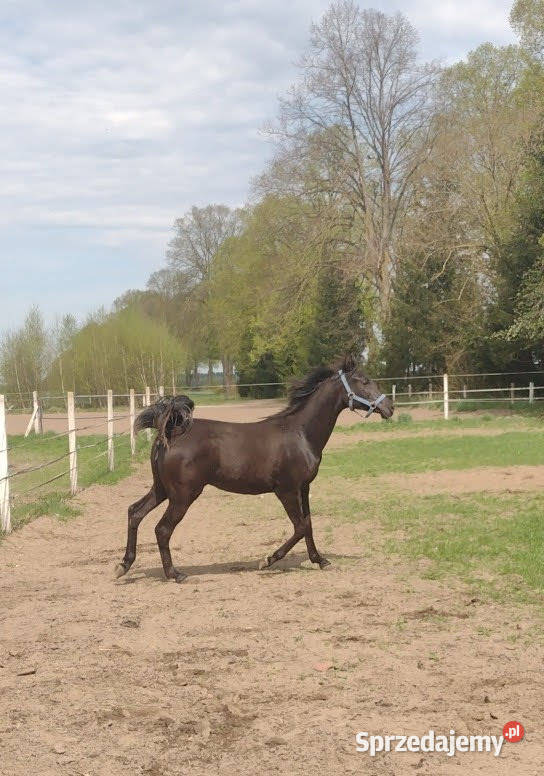 Na sprzedaż klacz czystej krwi arabskiej