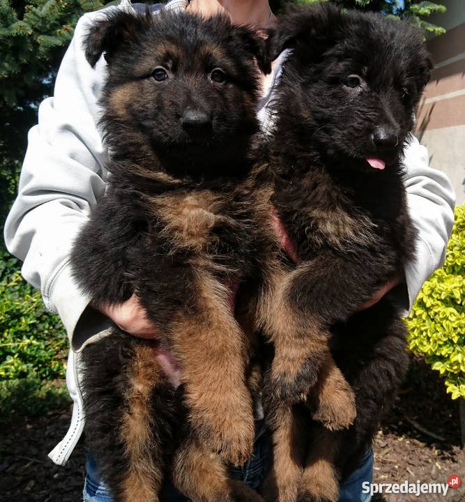 Owczarek niemiecki szczenięta długowłose Milżyn