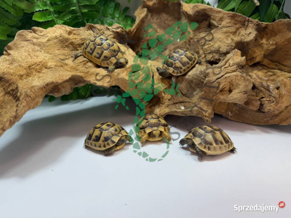 Żółw grecki żółwie greckie Rzeszów Gady i płazy Gady i płazy