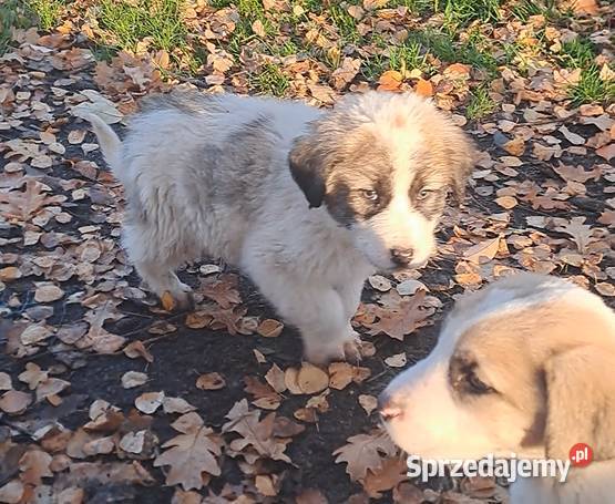 Owczarek środkowoazjatyczki szczenię dolnośląskie Złotów