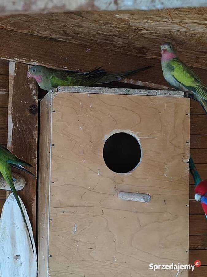 Księżniczki Walii inne papugi Sobków sprzedam