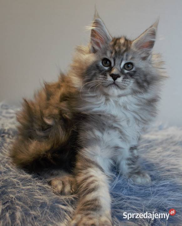 Śliczna puszysta koteczka maine coon