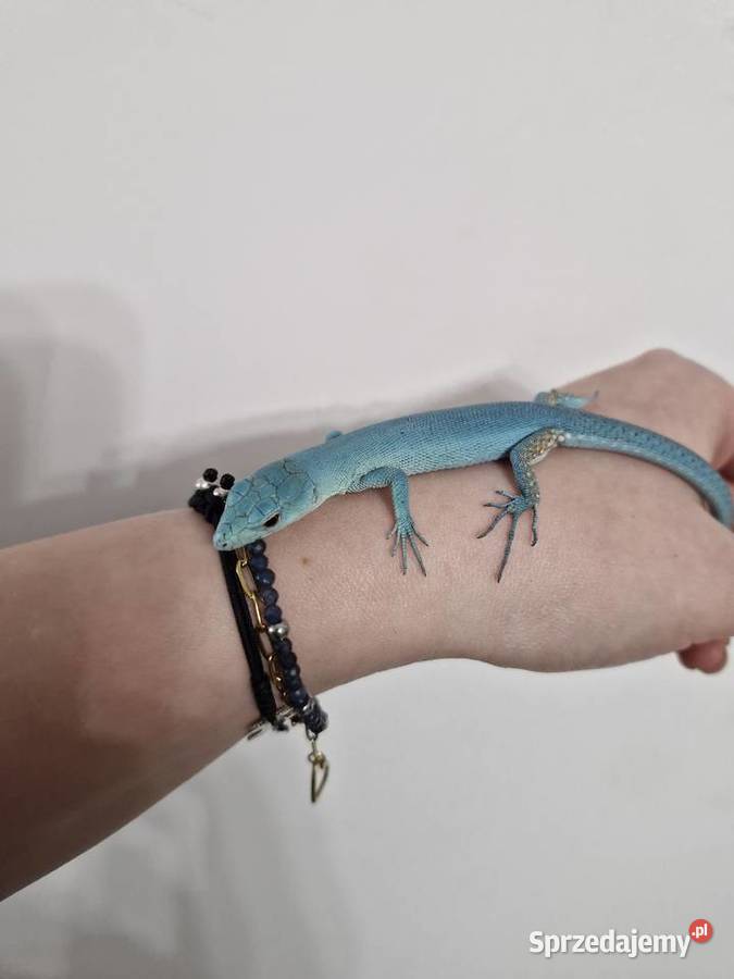 Gastropholis Prasina Blue Niebieskie Oława