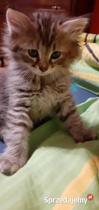 Przepiękna Kotka Syberyjska Gloria Sochaczew