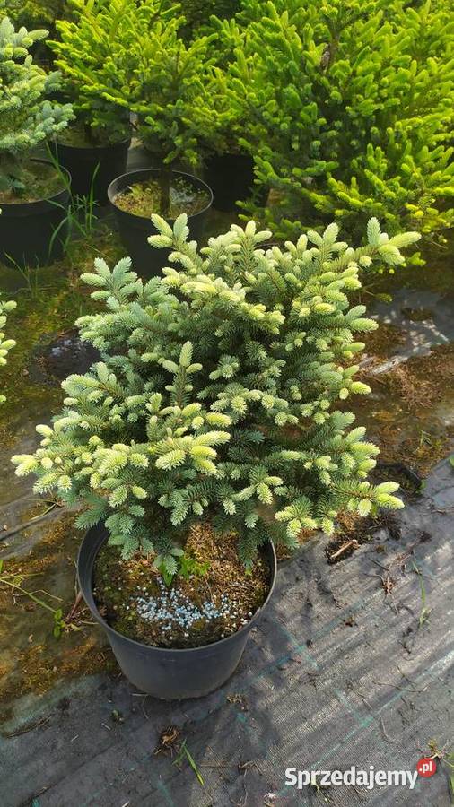 Rośliny ozdobne szczepione na pniu sosna wierzba Jelitów