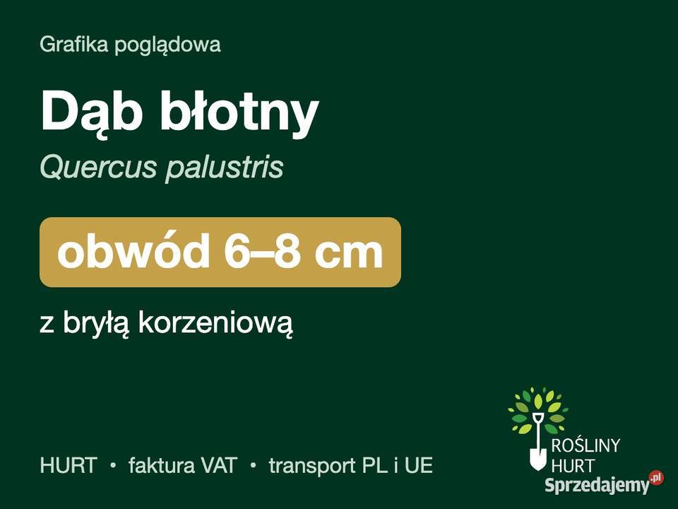Dąb błotny Quercus palustris obwód 68 z bryłą