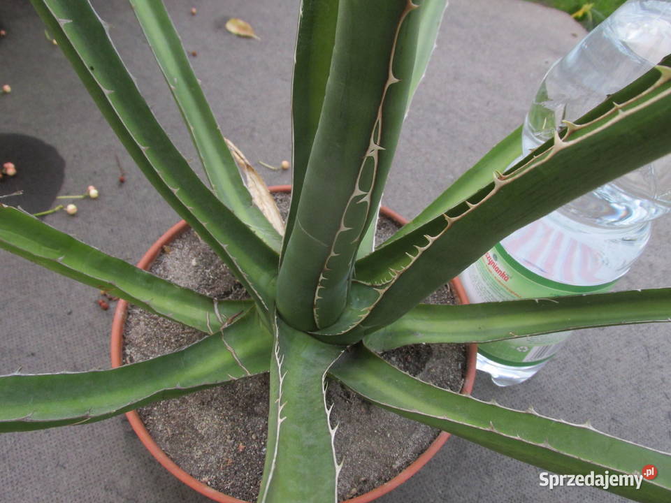 Mrozoodporna kilkunastoletnia agawa do 23C agave małopolskie Kraków