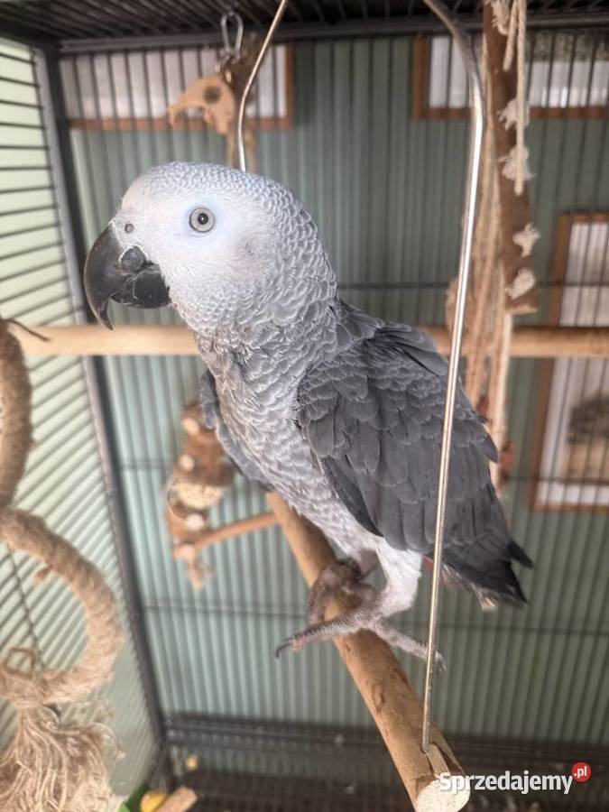 Papuga żako samiec Ptaki małopolskie sprzedam