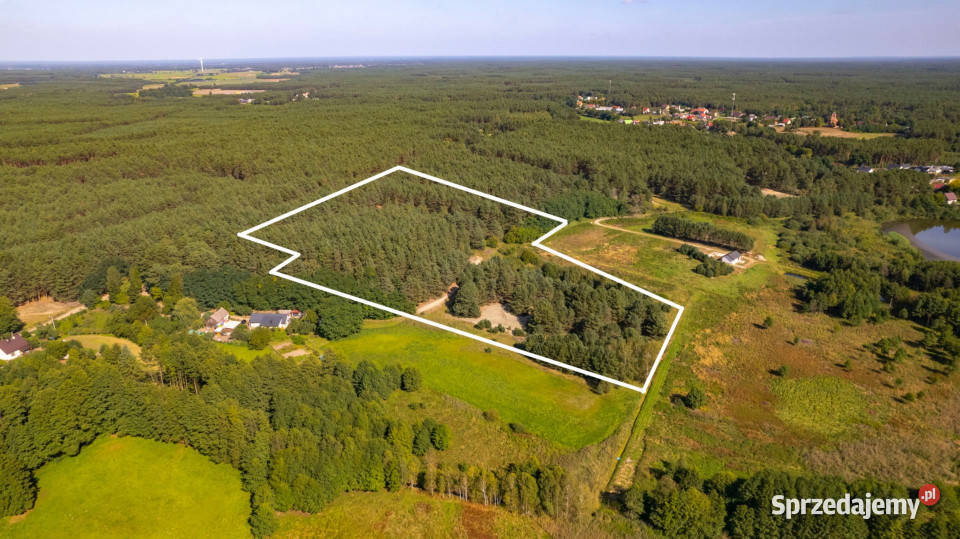 Teren 35ha w sercu Puszczy NoteckiejPrywatny las utwardzona Piłka