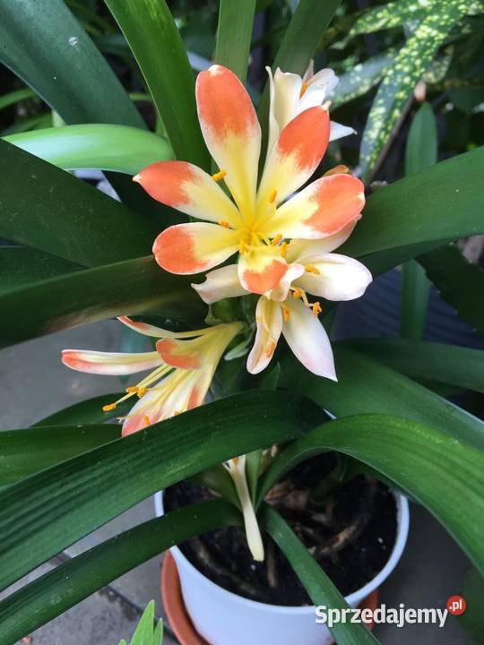 Kliwia Warszawa sprzedam