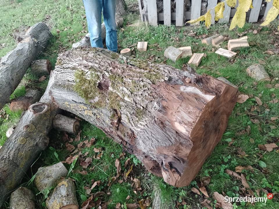 Sprzedam kłody orzecha likwidacji sadu sprzedam