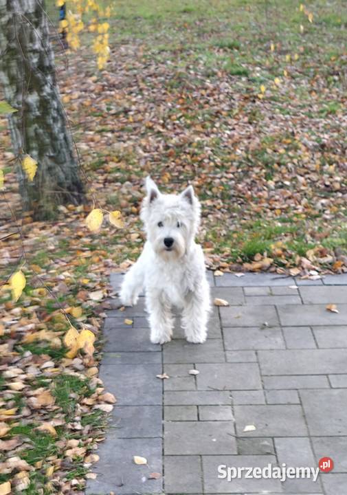 Piesek Championach West Highland White terrier mazowieckie Chrośla