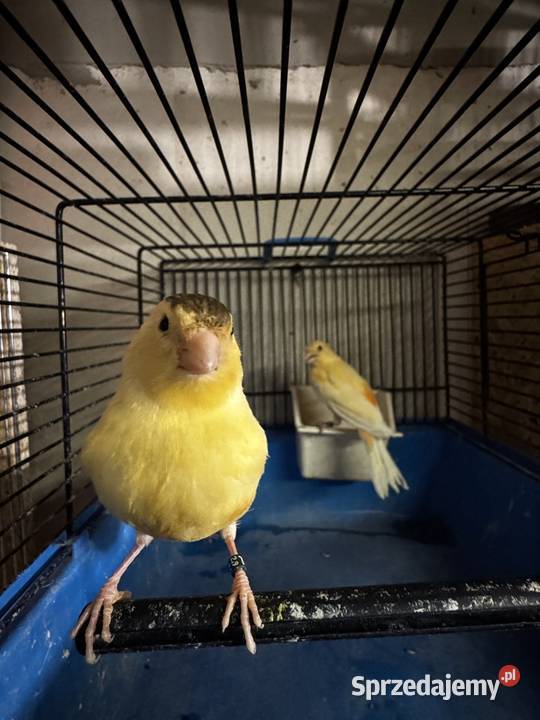 Para Kanarków i młody czyżyk Cianowice sprzedam