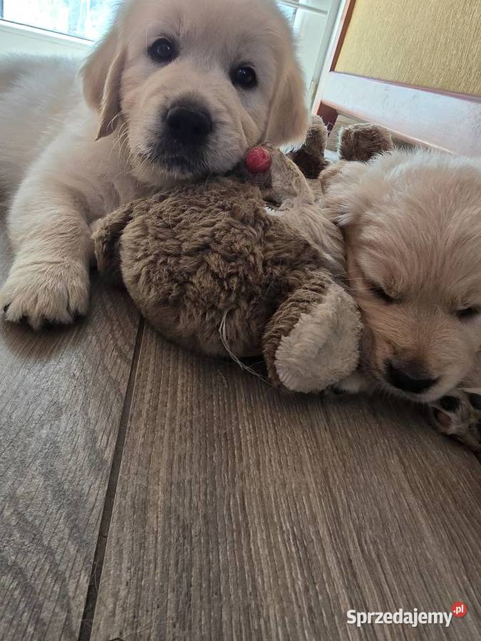 Golden retriver Psiaki gotowe na nowy dom Izbica