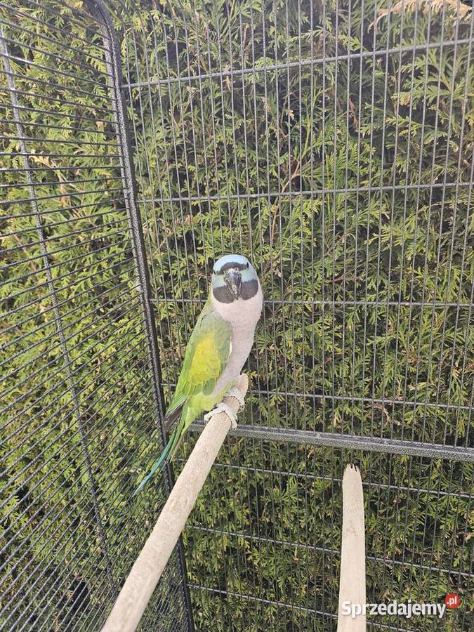 Sprzedam Aleksandreta Chińska Zwierzęta