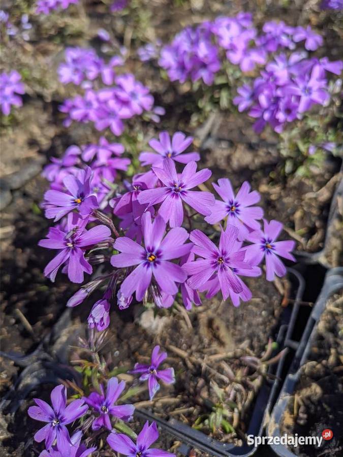 Floks mix kolorów zakwitnie na wiosnę