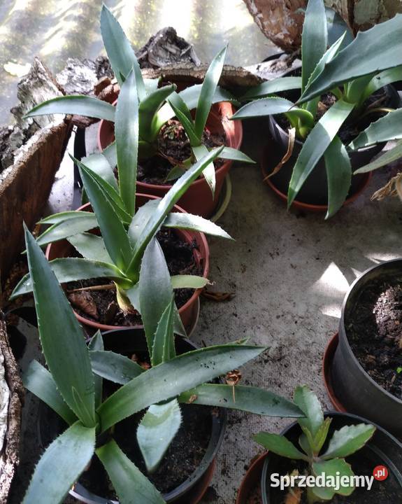 Agawa kaktus x2 duże i mniejsze świetny podkarpackie Przemyśl sprzedam