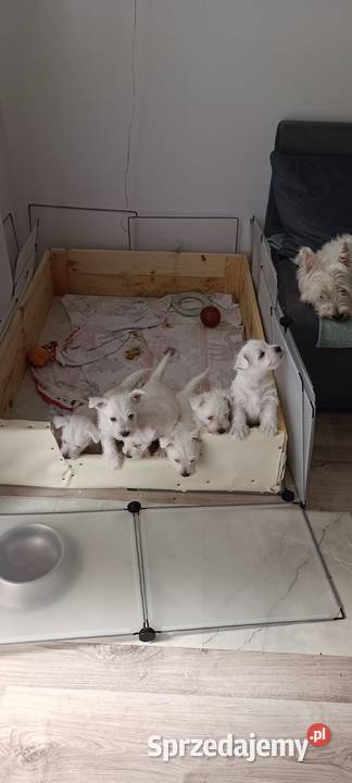 West Highland White Terrier Ustka