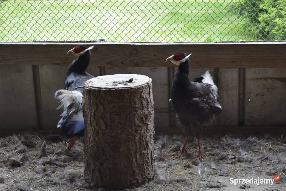 Bażanty uszaki brunattne Rzeszów