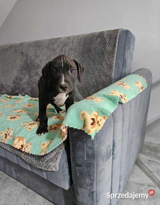 Piesek Pit Bull Terrier Płońsk