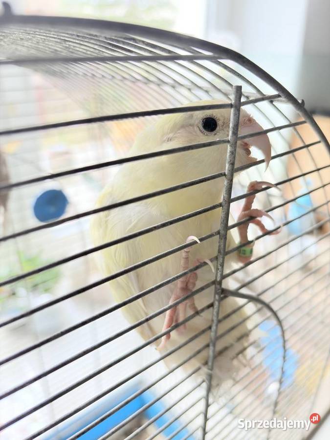 Papugi Modrolotki Ptaki