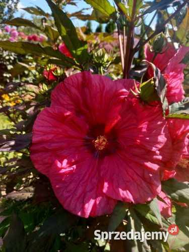 Działka ROD 300 m2 Ostrowiec Świętokrzyski