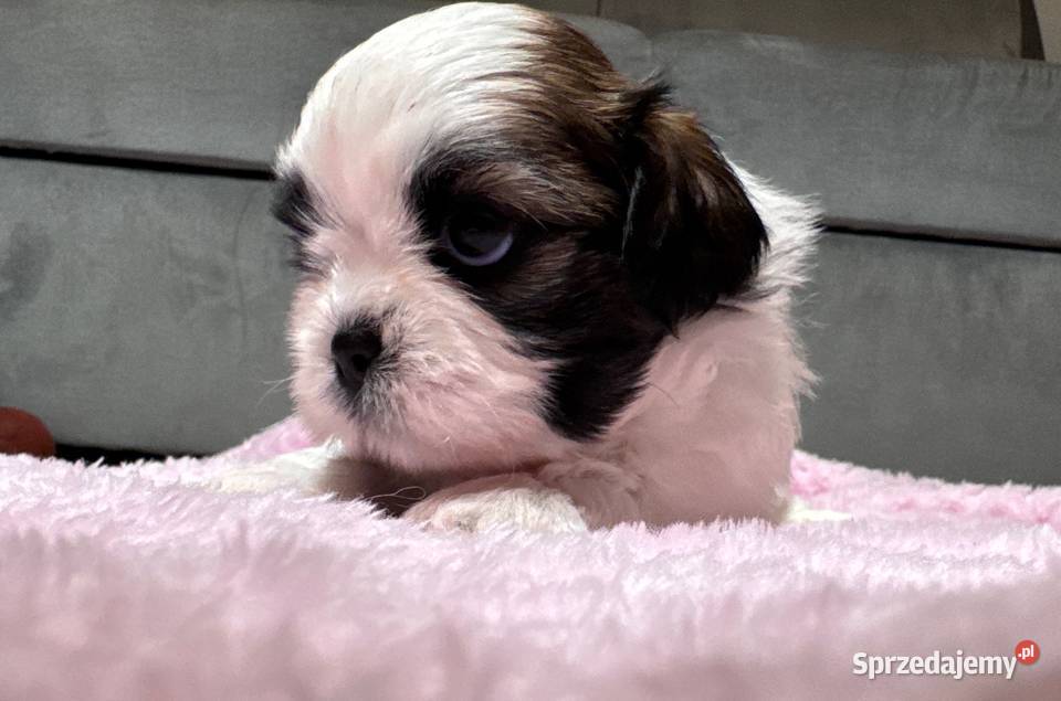 Shih Tzu samiec suka chłopczyk dziewczynka Shih Tzu