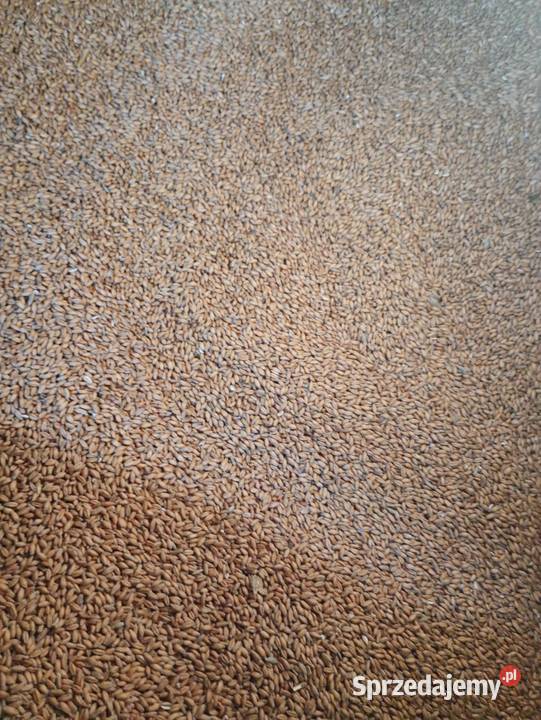 Pszenżyto ozime Piaski