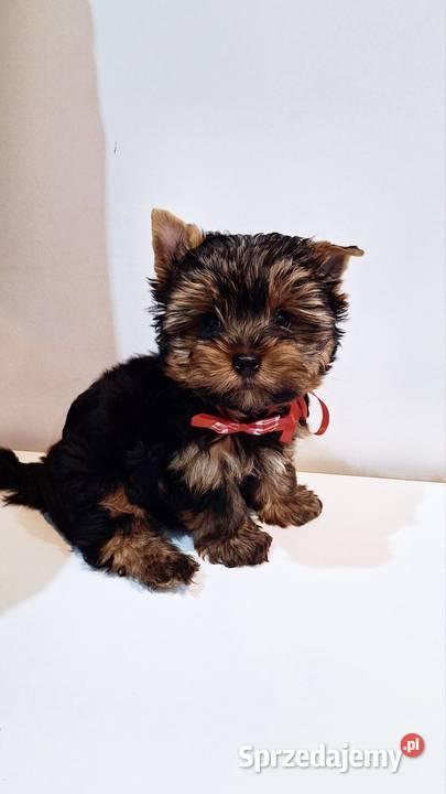 Śliczny piesek yorkshire terrier Brzeg Dolny