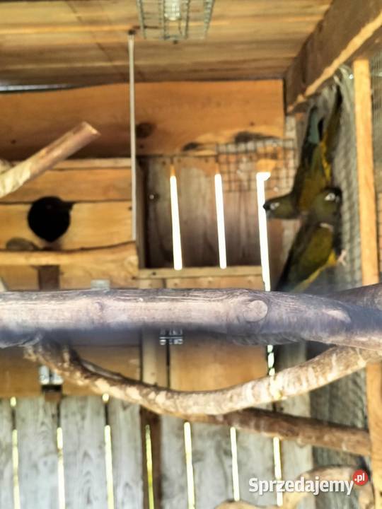 Likwidacja hodowli Uciechów sprzedam
