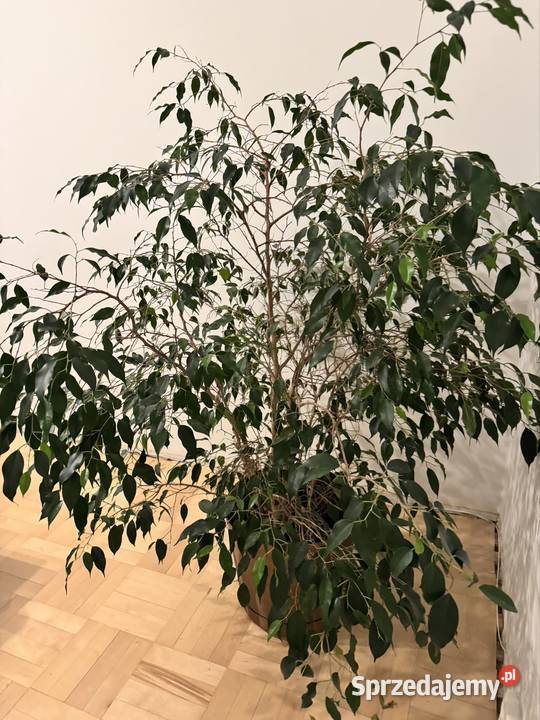 Beniamin Fikus wysokość 130 z donicą ozdobną Częstochowa