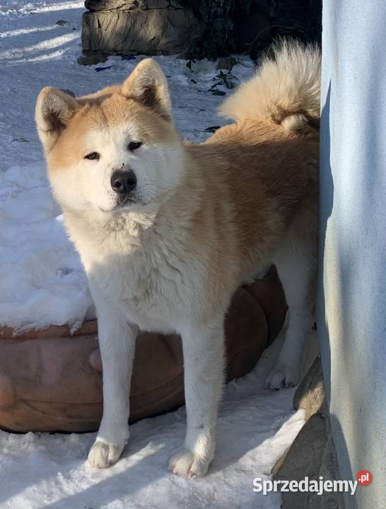 AKITA Akita japońska czerwone i pręgowane pieski Stronie Śląskie