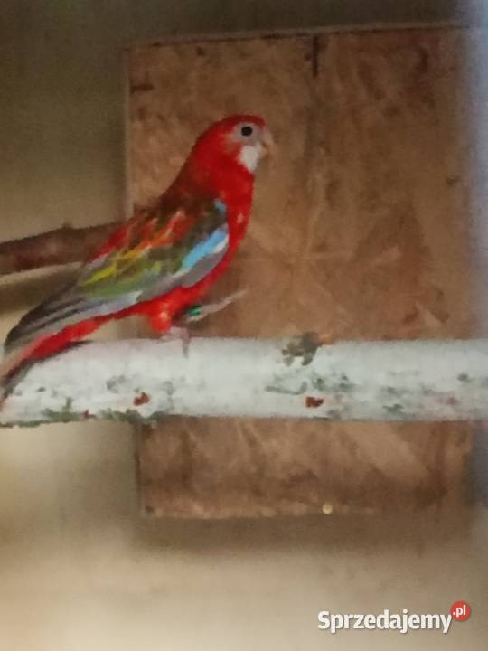 Rozelle Strzelce Opolskie sprzedam