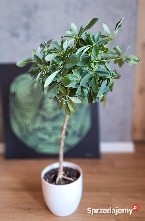 Szeflera drzewkowata Schefflera Arboricola Nora Zielone Warszawa