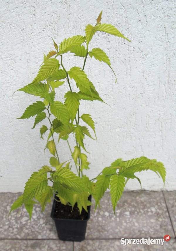 ZŁOTLIN JAPOŃSKI Pleniflora sadzonki w Ustronie sprzedam