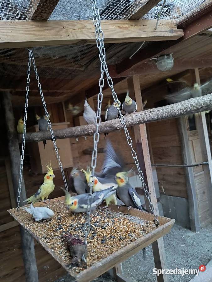 Papugi faliste i nimfy Leszno