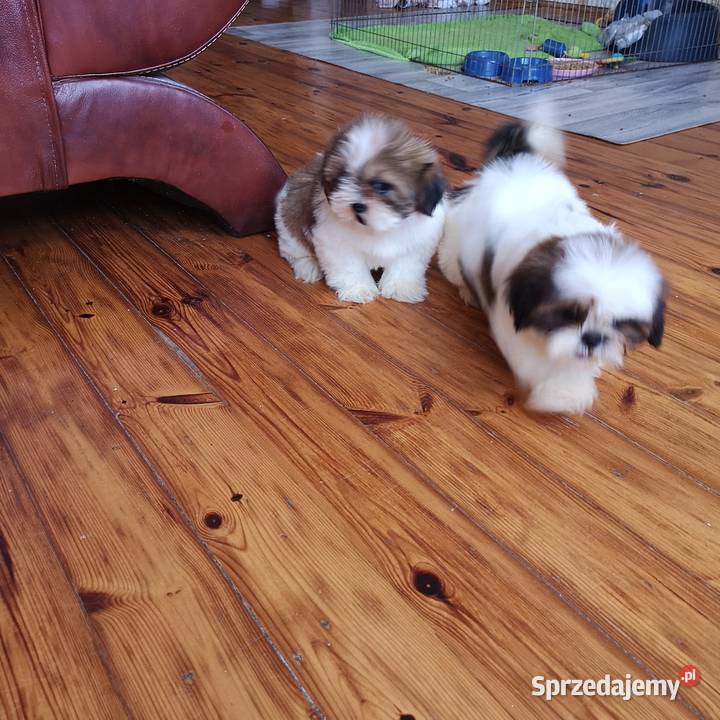Śliczny PIESEK rasy Shih tzu piękny szczeniaczek