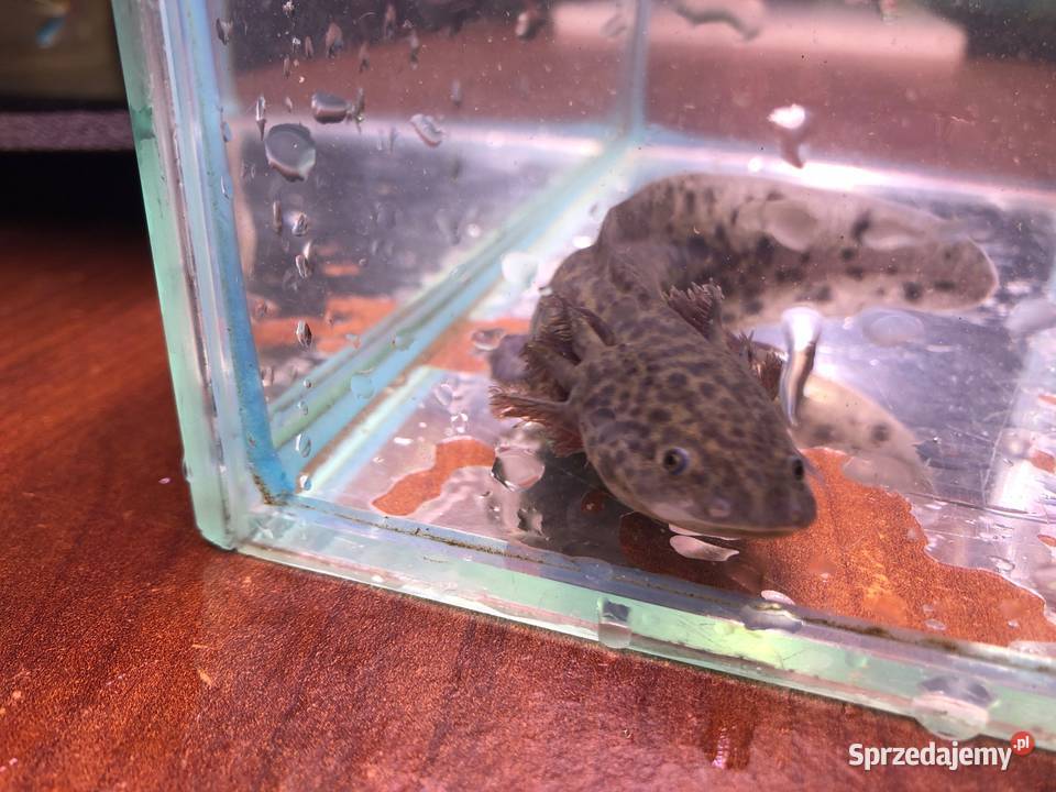 Aksolotl Ambysoma Mexicanum Salamandra łódzkie Justynów