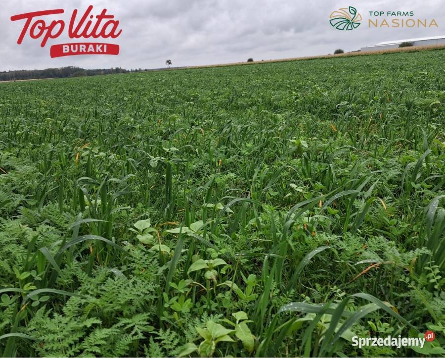 Mieszanka poplonowa Top Vita Burak 20 Produkcja roślinna Waliszewo