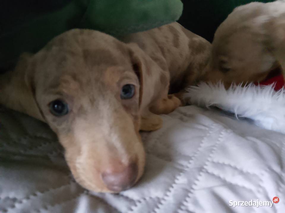 Jamnik miniaturowy merle izabell