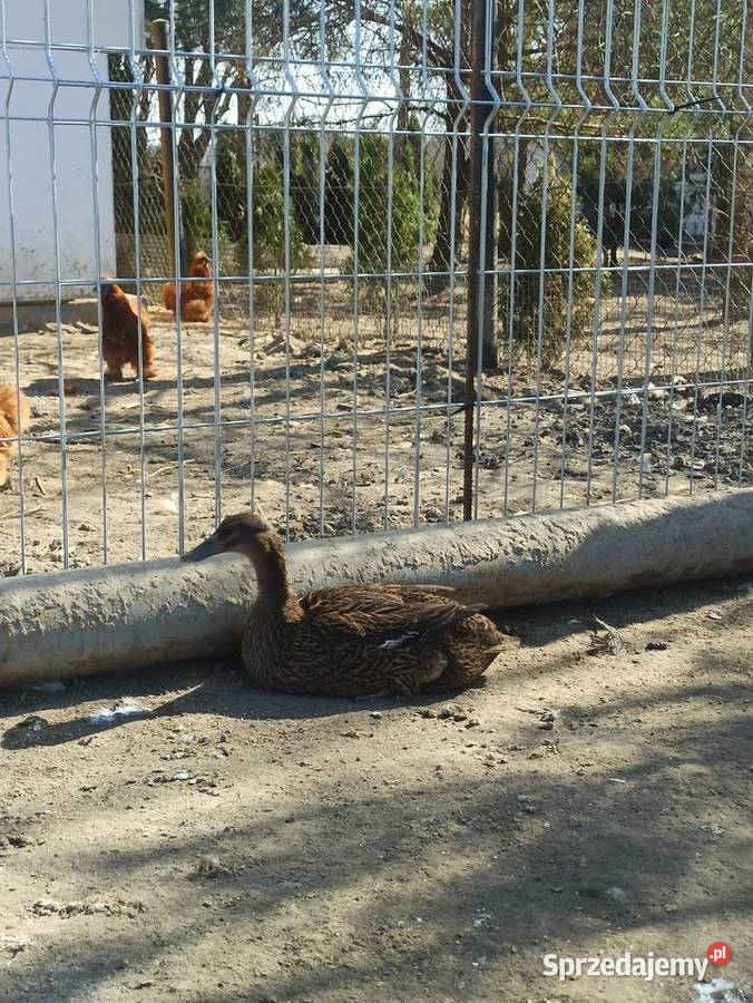 Kaczki biegusy biegusy indyjskie Krasnystaw