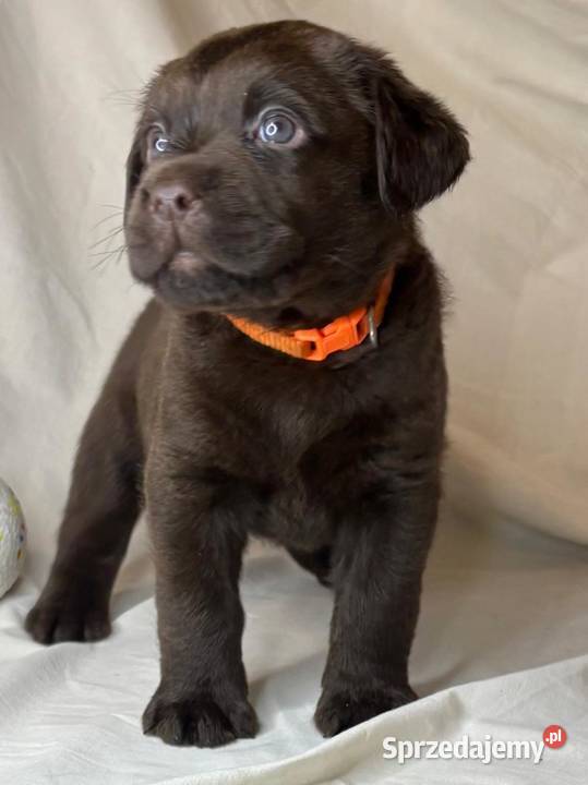 Labrador Czekoladowy suczka Piekary